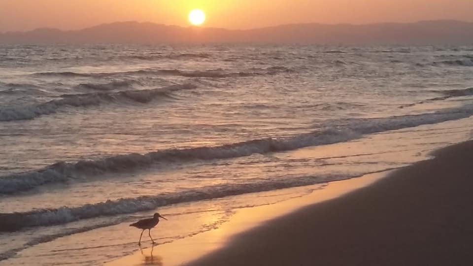 Aves del mar de Cortés, Bahía de Kino Sonora