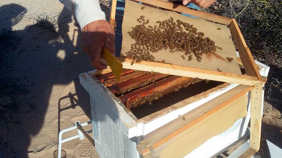 Apícola Comcaac por Martín Bustillo Ruiz