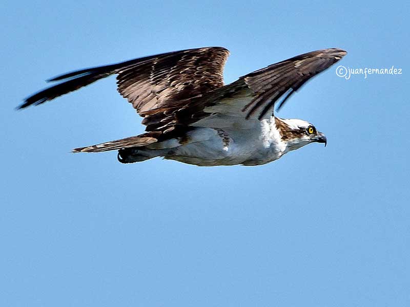 Águila pescadora