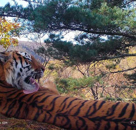 ¡Buenas noticias! Población de tigres siberianos se recupera en China