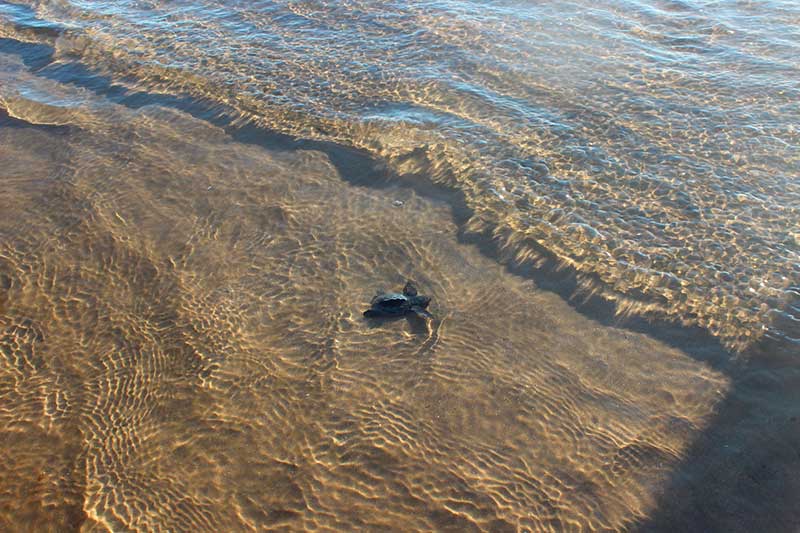 Liberación de tortugas en Bahía de Kino