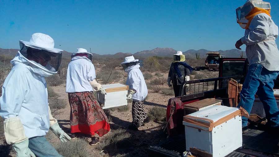 Apícola Comcaac por Martín Bustillo Ruiz