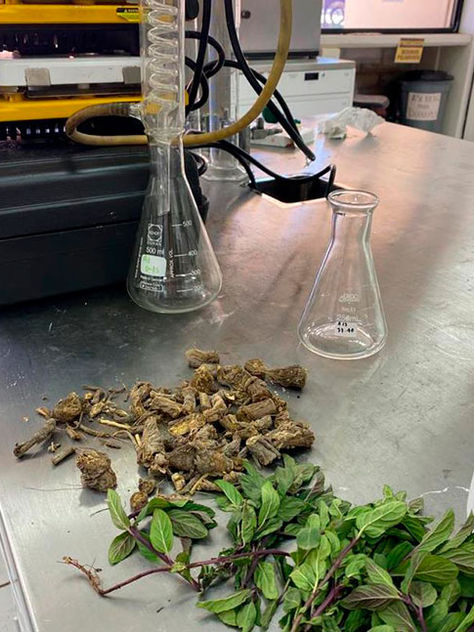 Estudiantes rarámuris crean gel antibacterial a base de plantas