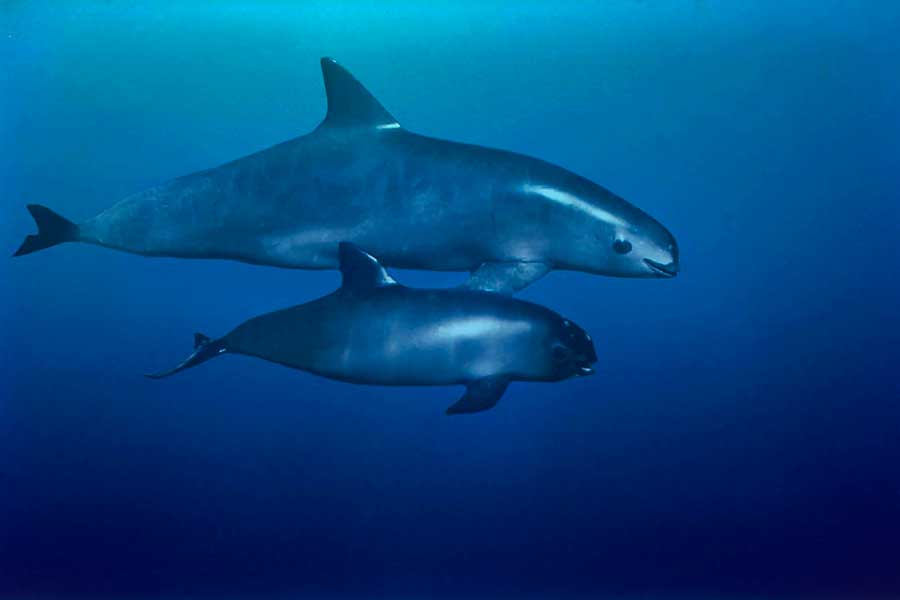 vaquita marina