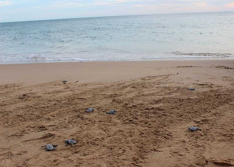 Grupo Tortuguero de Bahía de Kino