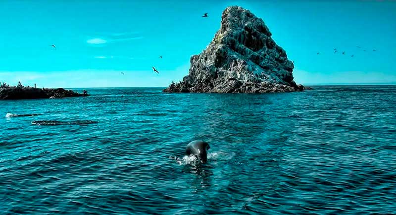 Isla con león marino