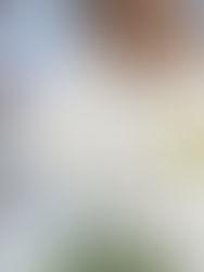 Adidas y Allbirds crean nuevos tenis amigables con el medio ambiente