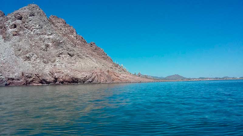 Aves marinas en Isla Alcatraz, Bahía de Kino, Sonora