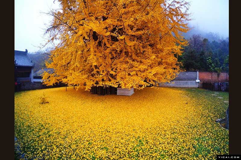 Ginkgo biloba China