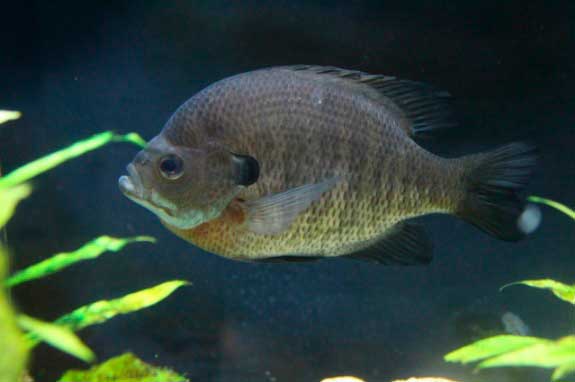 Mojarra oreja azul (Lepomis macrochirus)