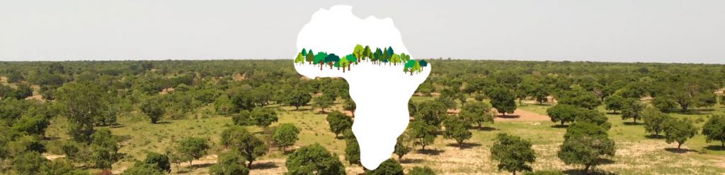 África pone el ejemplo y planta 8 mil kilómetros de árboles para construir la 'Gran Muralla Verde'