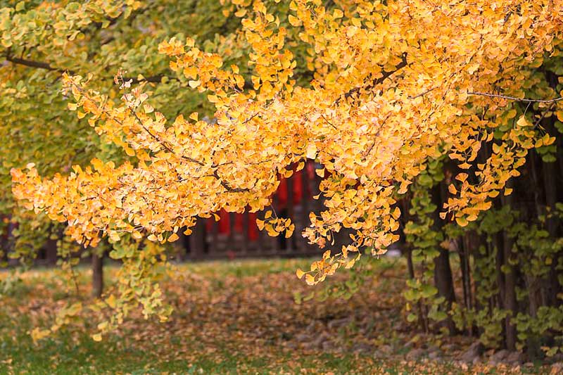 Ginkgo biloba China