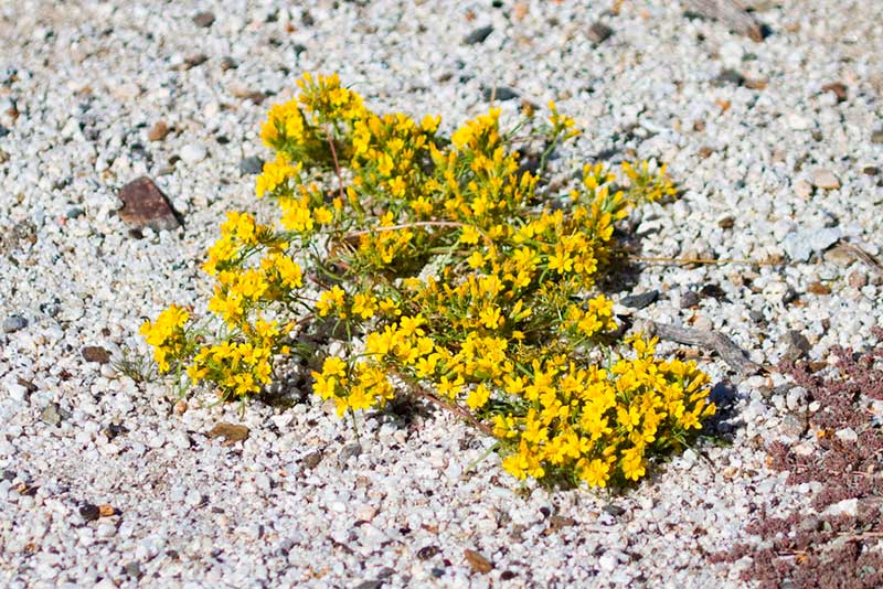 Limoncillo o manzanilla silvestre (Pectis papposa)