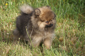 Pomeranian mâle fauve orange charbonné LOF
