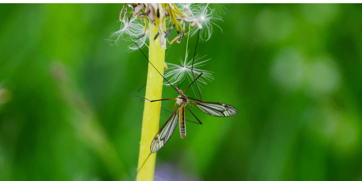 Close up of a culex mosquito on a dandelion stem