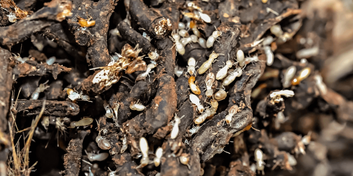 Subterranean termites