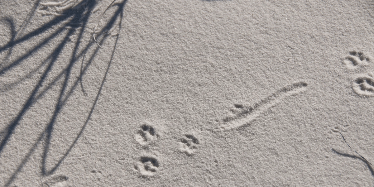 Mouse tracks on sand