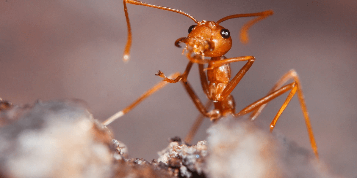 Close up of a red fire ant on top of a stone