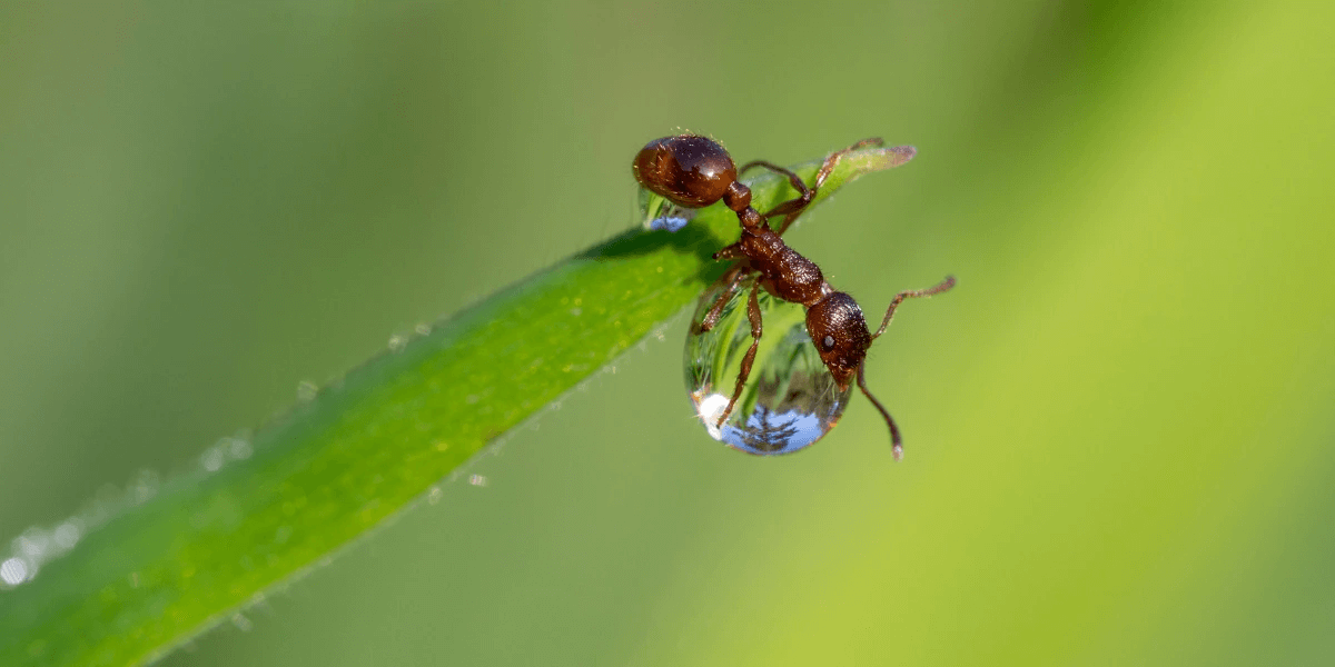 A close-up image of a fire ant in Florida on a raindrop on a leaf