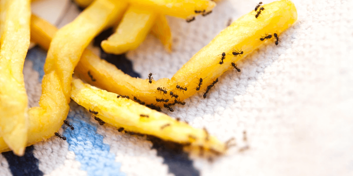 Foraging ants on leftover fries