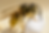 An image of a wasp.