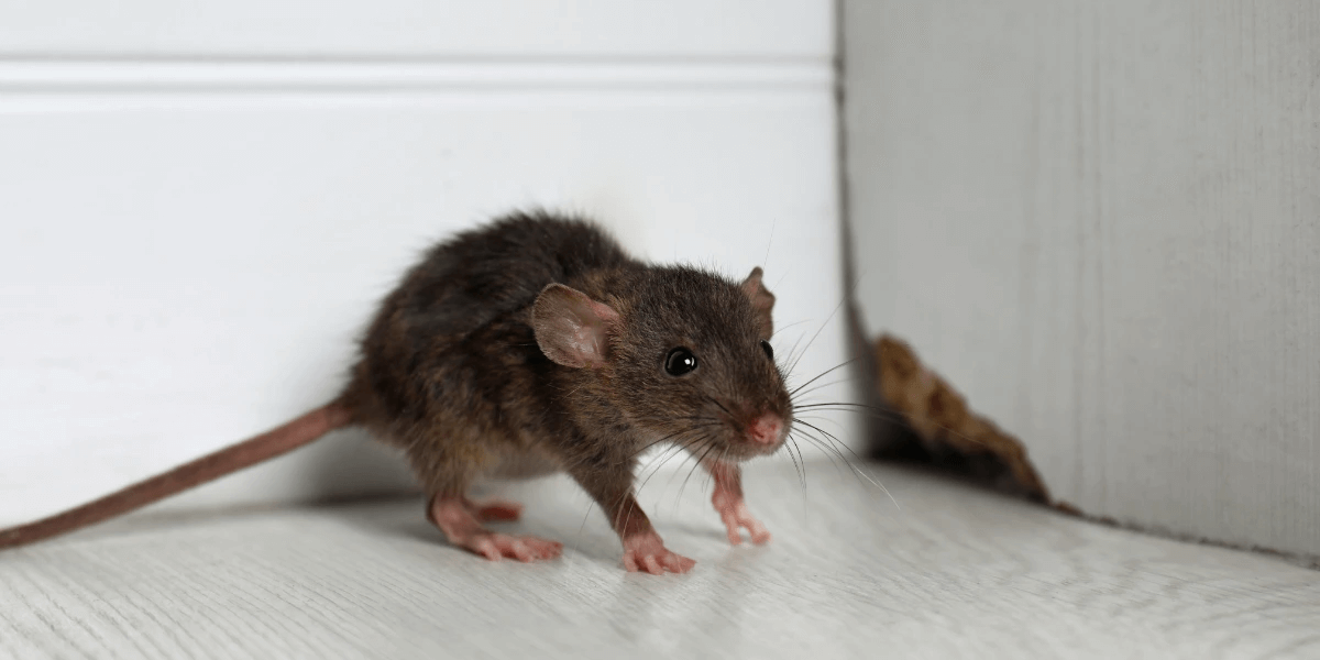A rat next to a gnawed on wooden wall