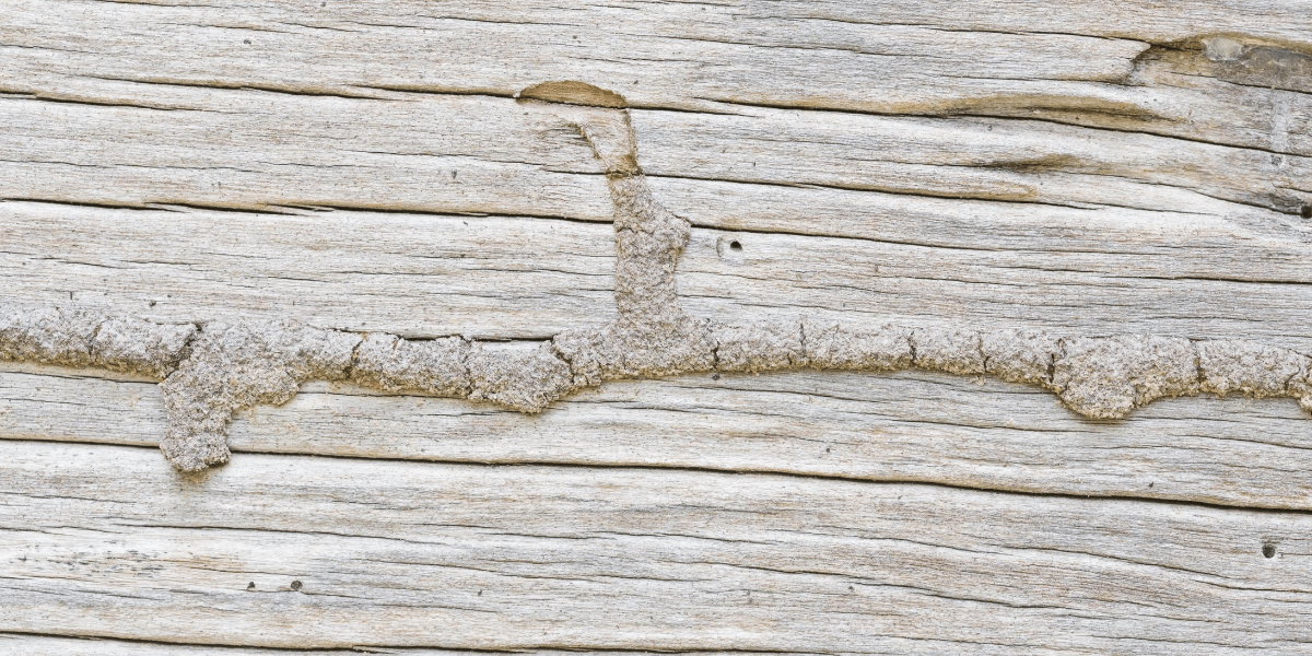 Mud tubes on a wooden structure
