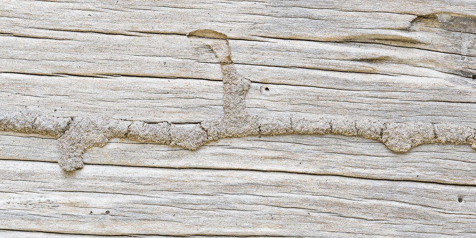 Mud tubes on a wooden structure