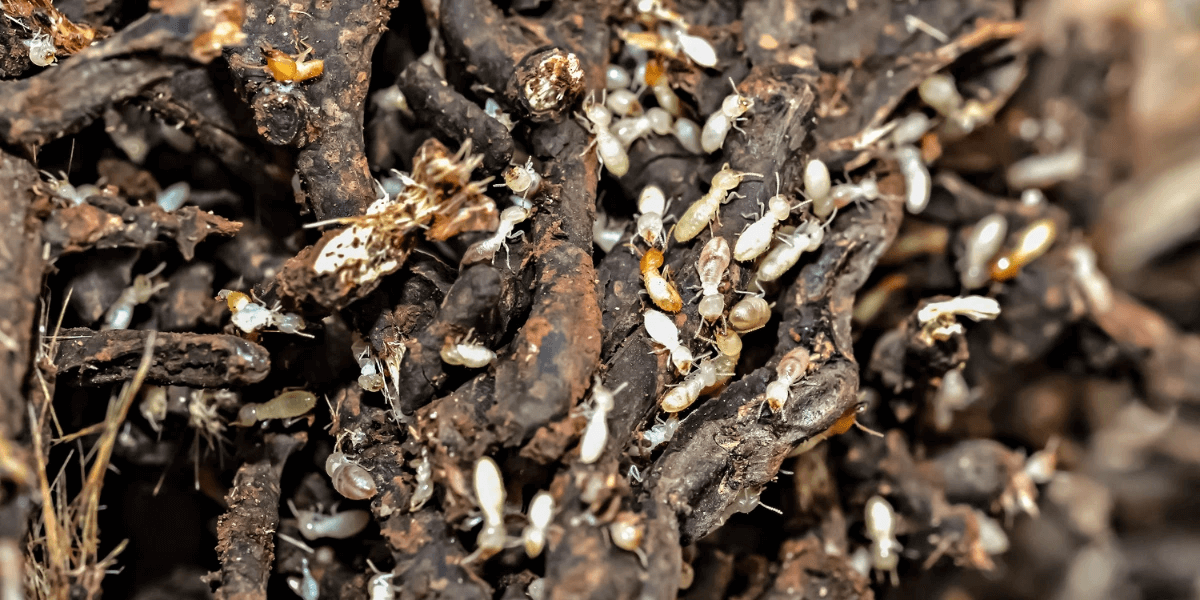 A subterranean termite colony