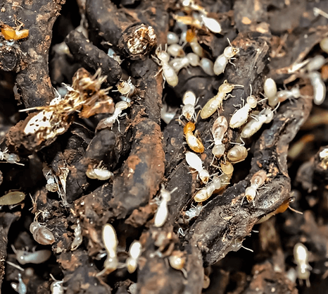 A subterranean termite colony.webp