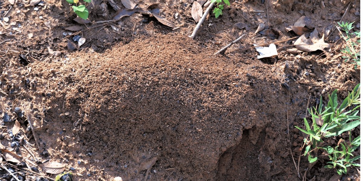A close-up of a fire ant mound with red ants crawling around it