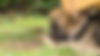 Stump-Grinding-e1729707565273.jpeg