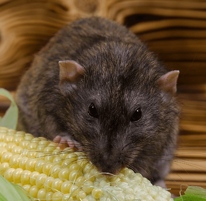 A rat gnawing on corn