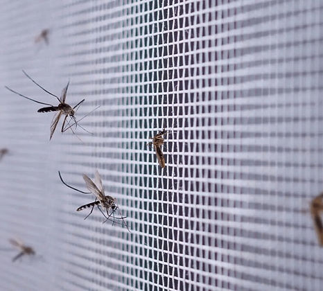 Screens installed to keep mosquitos at bay._edited.jpg