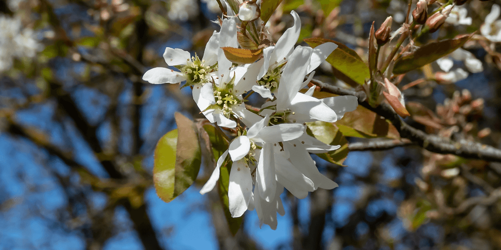Top 10 Commercial Landscaping Plants for Easy Maintenance and Appeal