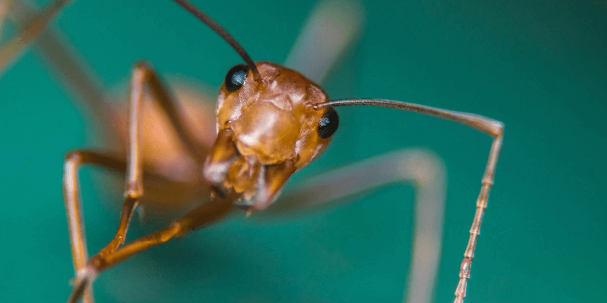 A closeup and frontal picture of a fire ant with its reddish-brown body and antennae against a green background