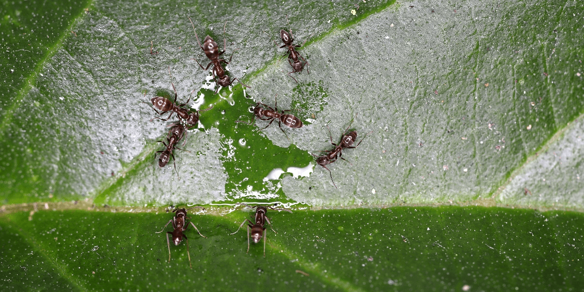 Argentine ants on top of a wet leaf
