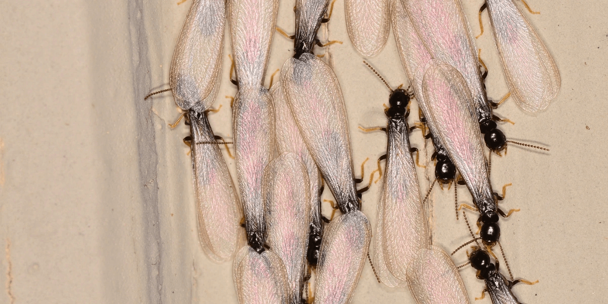 Swarmers getting ready to fly and build new colonies