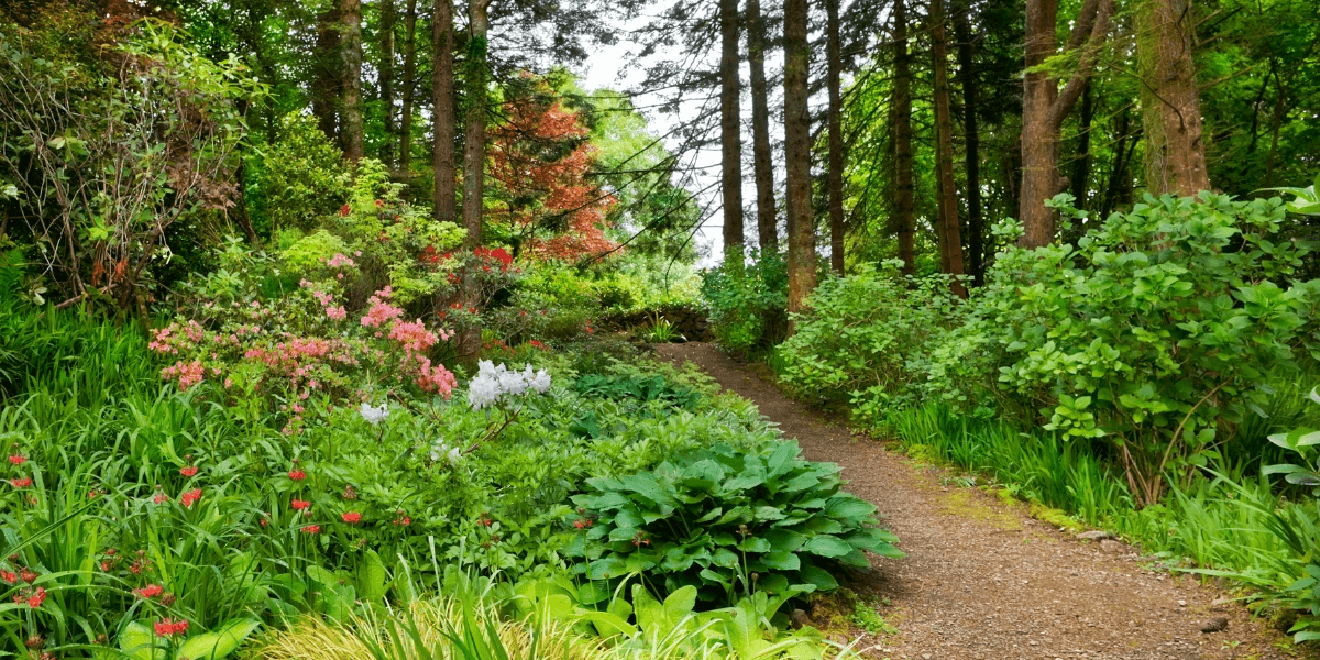 An Irish woodland garden