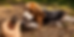 A beagle in a harness rests on the ground, eyeing a truffle