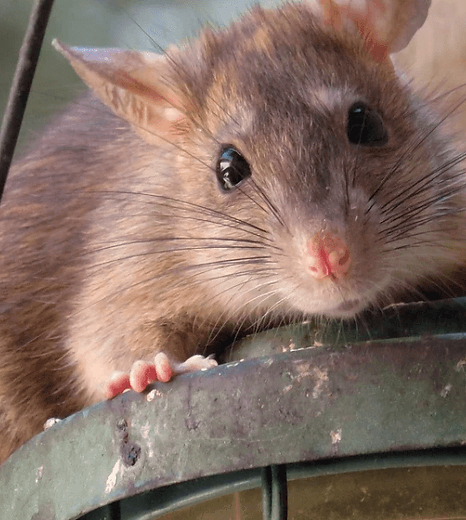 Roof rat on a lantern