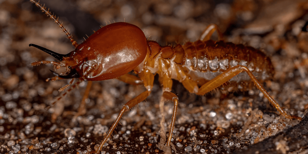 A close-up of a termite