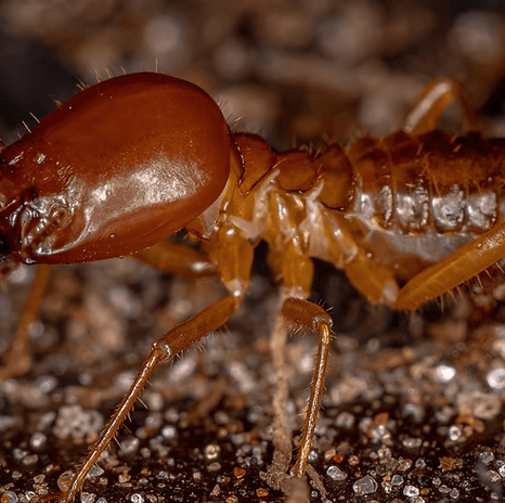 A close-up of a termite.webp