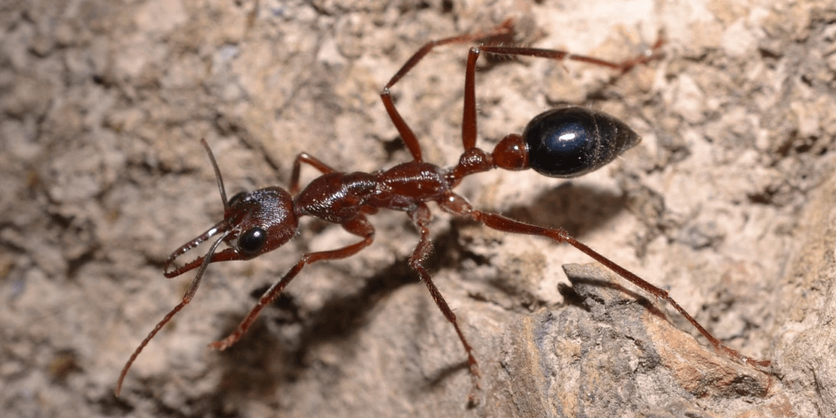 Large sugar ant on a rock