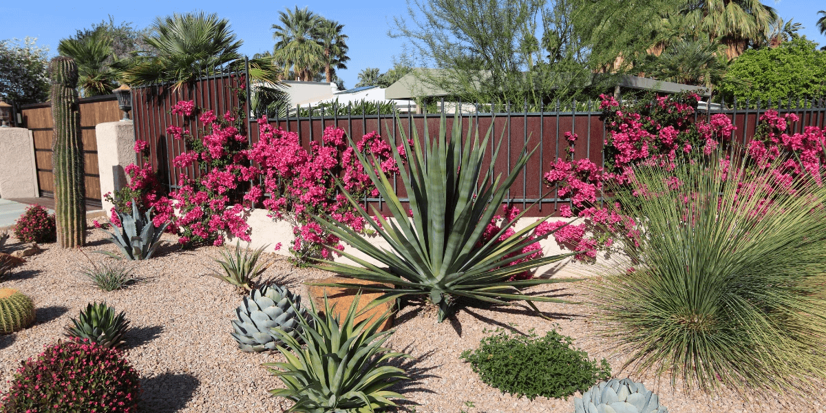 A desert garden filled with succulents, bougainvillea, and other arid perennial plants