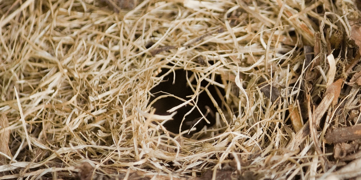A nest of rodents