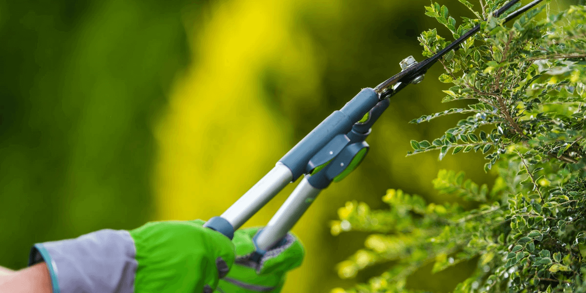 Trimming overgrown plants prevent ant infestations