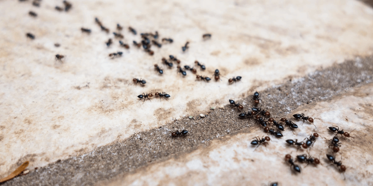 A line of ants marching on the pavement