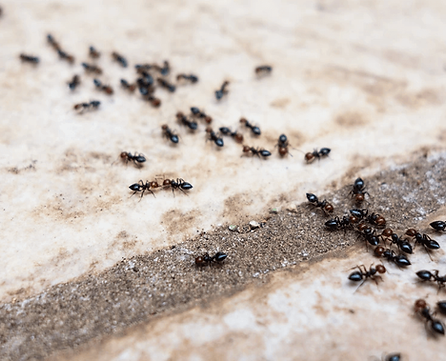 A line of ants marching on the pavement.webp