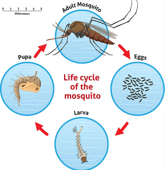 Tips for Mosquito Prevention